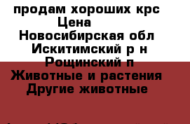 продам хороших крс › Цена ­ 18 - Новосибирская обл., Искитимский р-н, Рощинский п. Животные и растения » Другие животные   